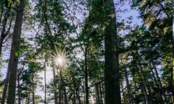 delamere forest sun through trees