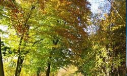 delamere forest autumn walk